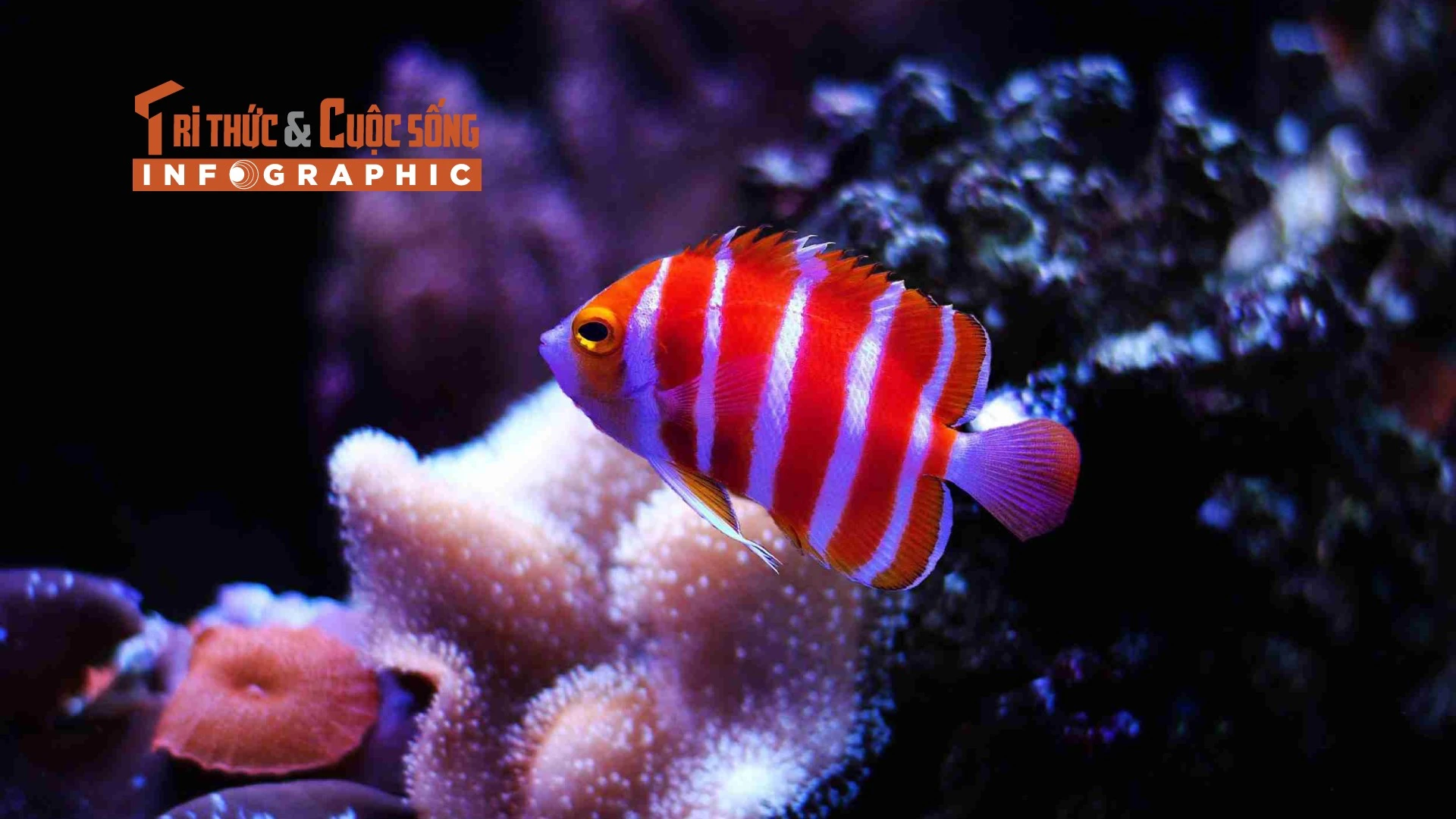 View - [INFOGRAPHIC] 5 loài cá cảnh đắt nhất thế giới 2025 | Báo Tri thức và Cuộc sống - TIN TỨC PHỔ BIẾN KIẾN THỨC 24H