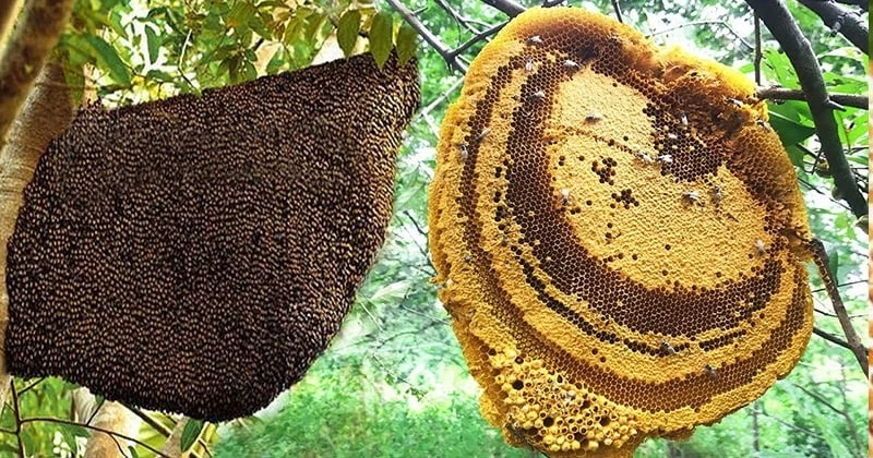 View - "Lộc trời" xưa không ai ngó nay gần 1 triệu đồng/kg | Báo Tri thức và Cuộc sống - TIN TỨC PHỔ BIẾN KIẾN THỨC 24H