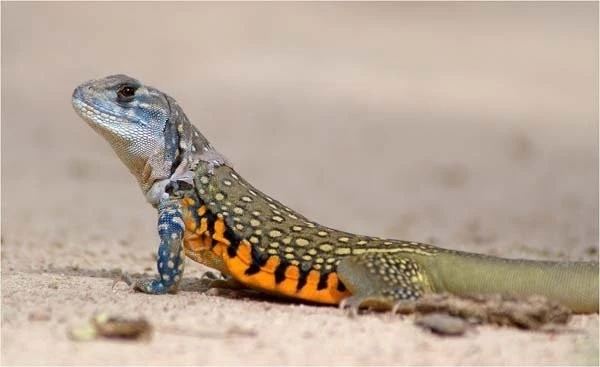 Đặc sản nhìn "sợ khiếp vía" xưa không ai ăn nay gần nửa triệu đồng/kg 