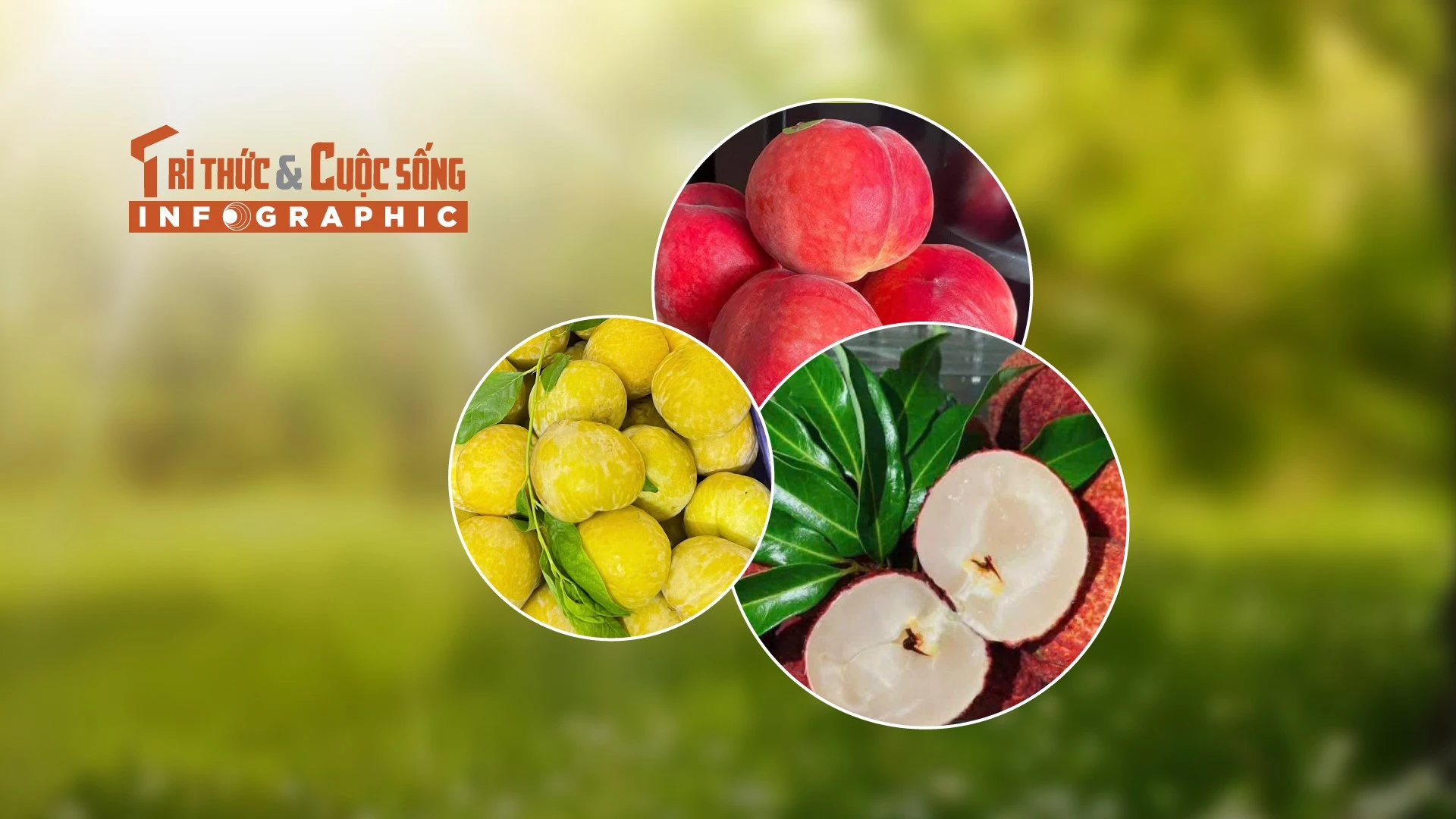 [INFOGRAPHIC] 3 loại quả Trung Quốc đắt đỏ hút khách Việt