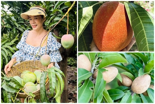 Vườn cây trái trĩu trịt giữa lòng Sài Gòn của ca sĩ Mỹ Lệ 