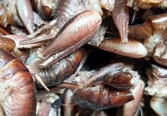 "Tôm bò trên cây" nửa triệu đồng/kg cũng khó mua 