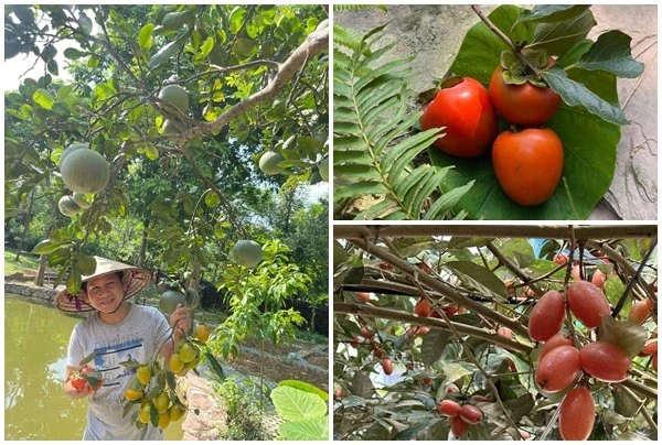 Thích mắt ngắm nhà vườn trĩu quả tại quê nhà của Trọng Tấn