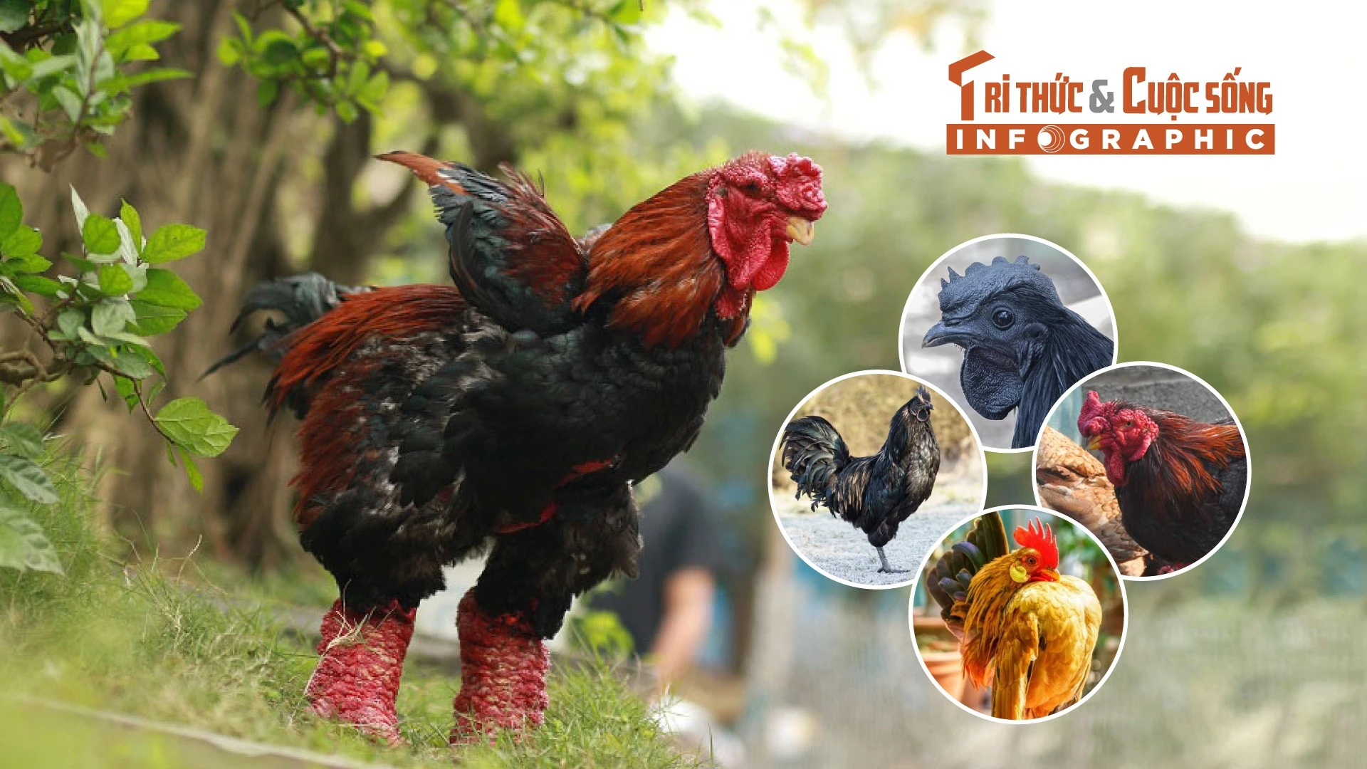 [INFOGRAPHIC] 5 giống gà đắt nhất thế giới