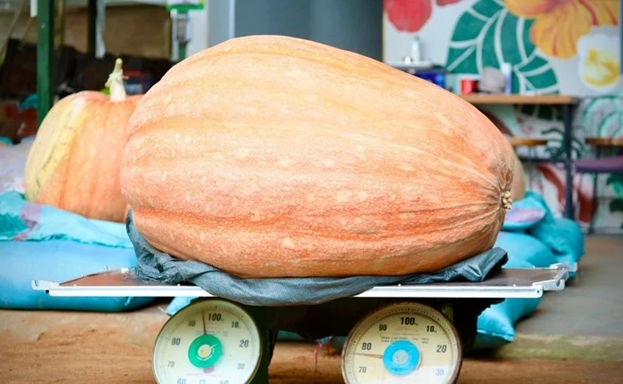 Những loại quả khổng lồ trồng tại Việt Nam gây xôn xao thị trường 