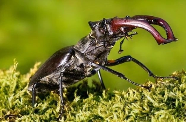 Loài bọ quý hiếm 2 tỷ đồng/con đại gia tranh nhau mua