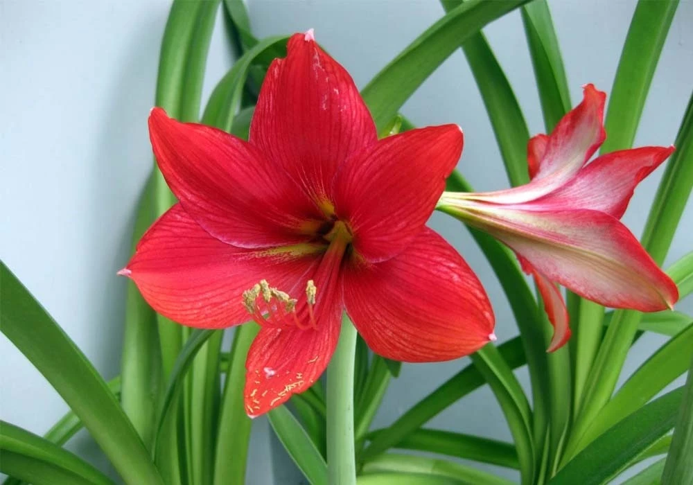 5 loại hoa "bất tử", không cần chăm vẫn nở quanh năm