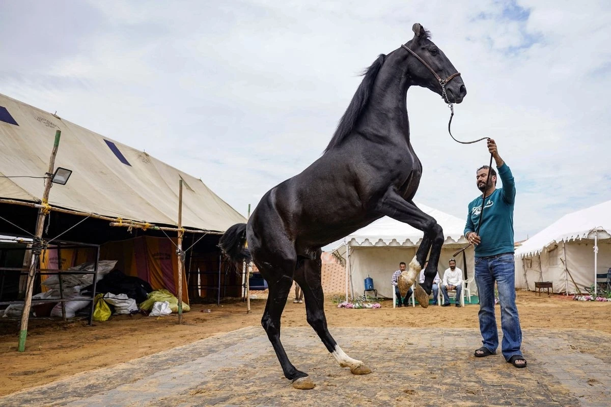 Tận thấy chú ngựa màu đen giá gần 45 tỷ đồng