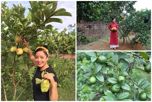 Cận cảnh nhà vườn trồng vô số trái cây của NSƯT Chiều Xuân