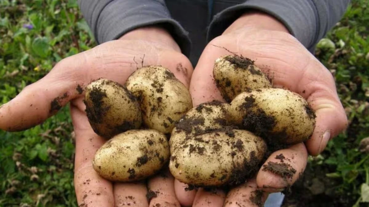 Điều ít biết về giống khoai tây gần 30 triệu đồng/kg