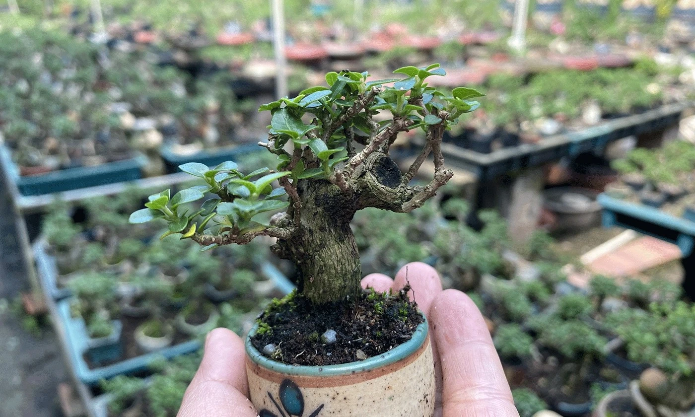 'Mỏi mắt' ngắm bonsai mini đẹp say lòng 