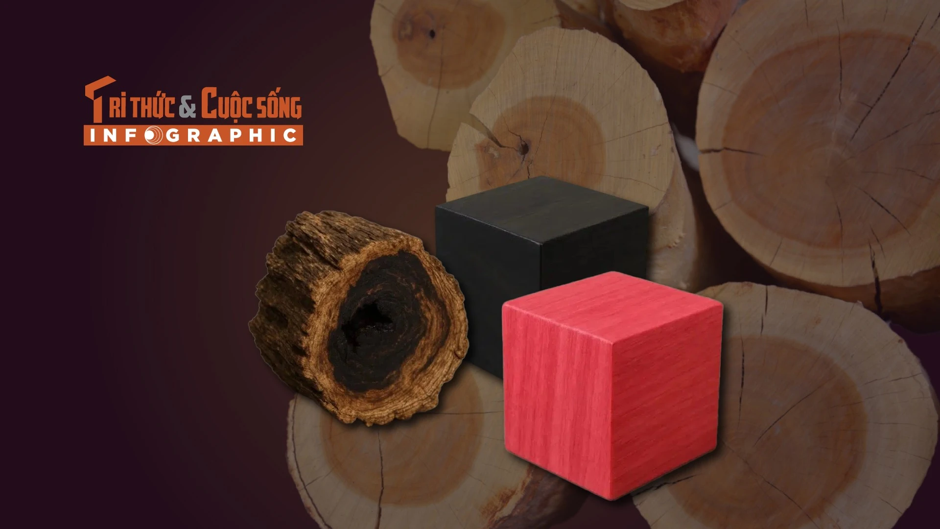 [INFOGRAPHIC] Top 5 loại gỗ đắt nhất thế giới