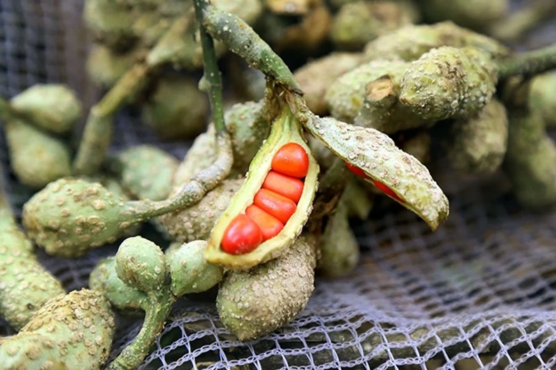 Loại hạt xưa rụng "thối gốc" nay giá vài triệu đồng/kg vẫn đắt khách