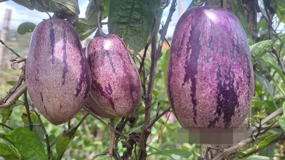 Loại dưa nhìn như cà tím, 80.000 đồng/kg không đủ bán