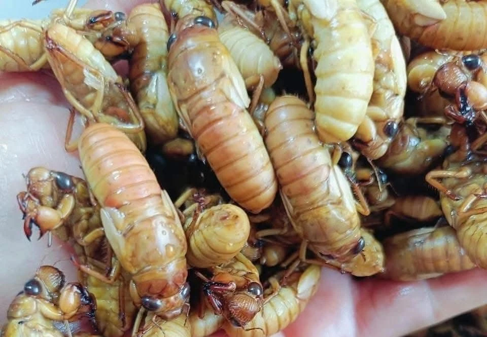 Đặc sản nhìn "chết khiếp" hơn nửa triệu đồng/kg 