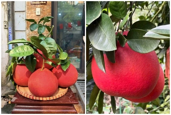 Bưởi đỏ tiến vua 2 triệu đồng/quả dịp Tết có gì đặc biệt? 
