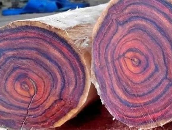 Kỳ lạ loại gỗ thối như "tre ngâm" nhưng giá tiền tỷ