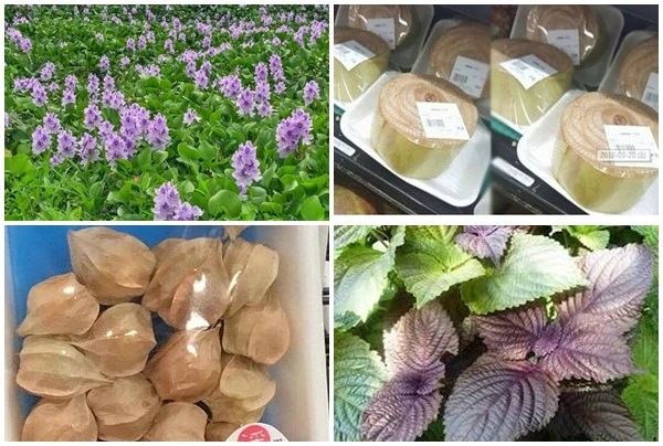 Những thứ vứt đi ở Việt Nam, sang Nhật bán "đắt như vàng"