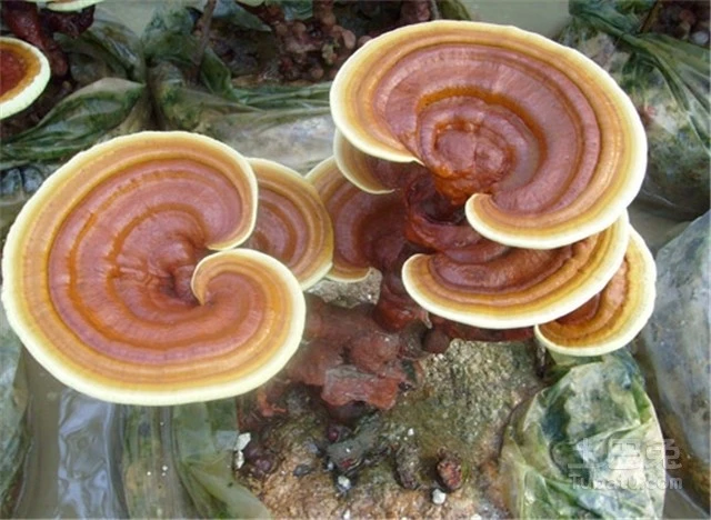 Độc lạ nấm linh chi bonsai đắt ngang xe máy 