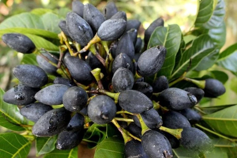 Loại quả xưa "rẻ bèo" nay đắt hơn thịt vẫn hút khách thành phố 