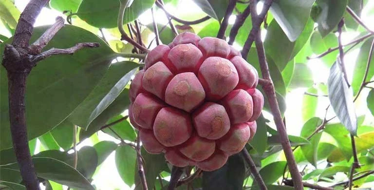 Quả mọc dại ở Việt Nam sang nước ngoài hơn nửa triệu đồng/kg