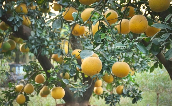 Bưởi cảnh, quất thế hàng chục triệu sẵn sàng 'bung hàng" dịp Tết 2026