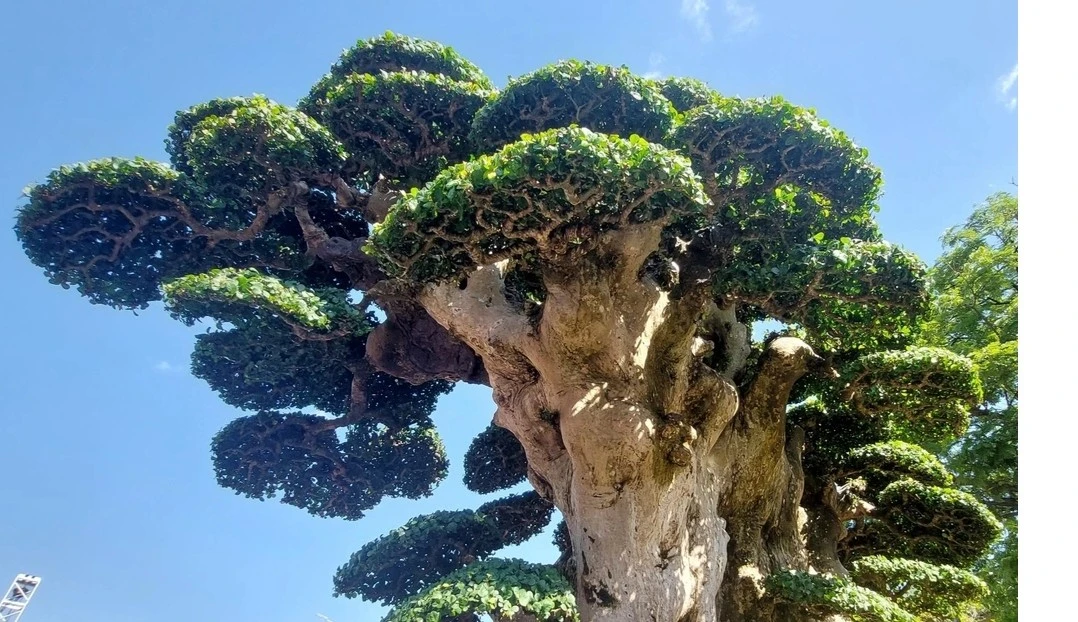 Cây duối đắt nhất Việt Nam có gì đặc biệt?