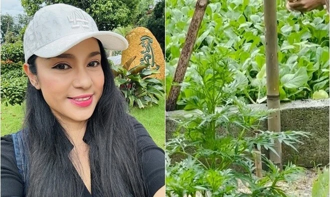 Mê mẩn nhà vườn 3.000m2 ngập tràn rau xanh của Việt Trinh