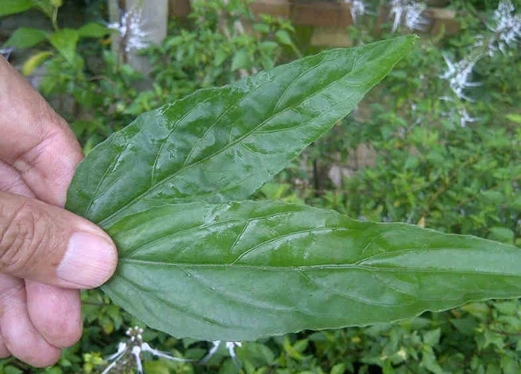 Rau mọc bờ rào xưa không ai ngó nay cả trăm nghìn/kg dân phố thích mê