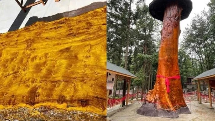 Tận thấy "gỗ hoàng đế" giá trị gấp 8.000 lần thông thường