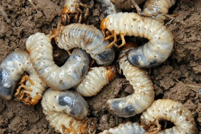 Loài sâu nhìn "sợ khiếp vía" 350.000 đồng/kg tranh nhau mua