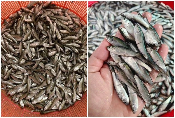 Loại cá tí hon trước "rẻ như cho" nay đắt ngang cá hồi