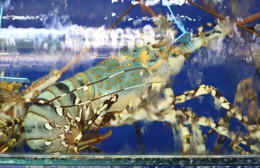 Tôm hùm bông gần 3 triệu đồng/kg vẫn 'cháy hàng"