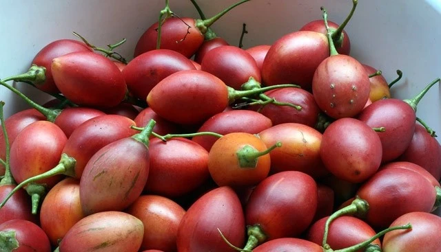 Loại quả đắt bậc nhất thế giới, Việt Nam trồng đại trà thành đặc sản 