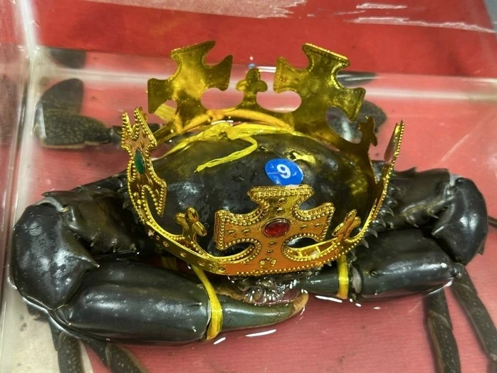 Loại cua vừa đăng quang "vua cua" Cà Mau đắt đỏ cỡ nào?