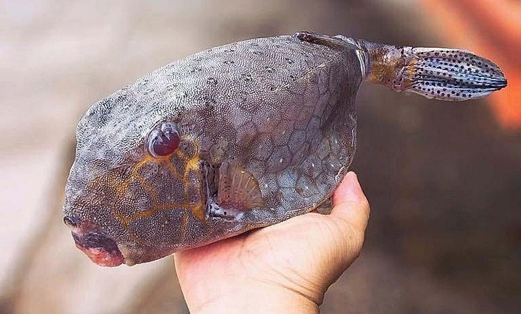 Loại cá nhìn như thủy quái, giá tiền triệu vẫn "cháy hàng"