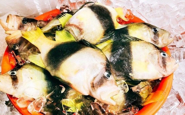 Loại cá trước không ai biết nay 'đắt hàng như tôm tươi'