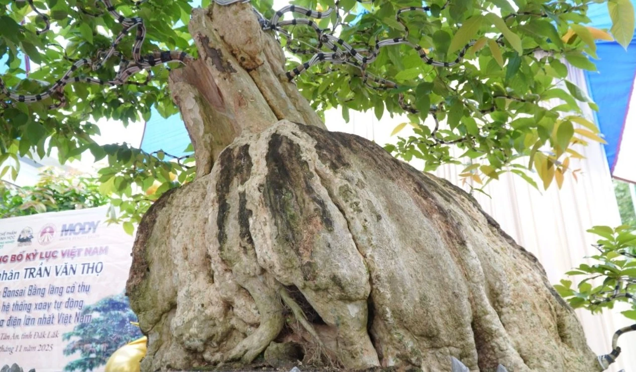 Cận cảnh bonsai bằng lăng xoay tự động xác lập Kỷ lục Việt Nam