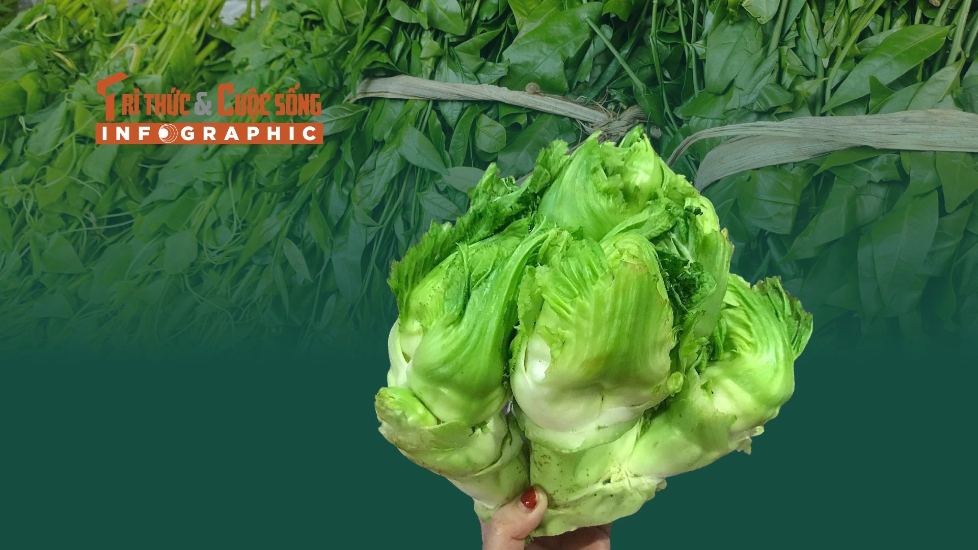 [INFOGRAPHIC] 3 loại rau mọc hoang đắt hơn thịt