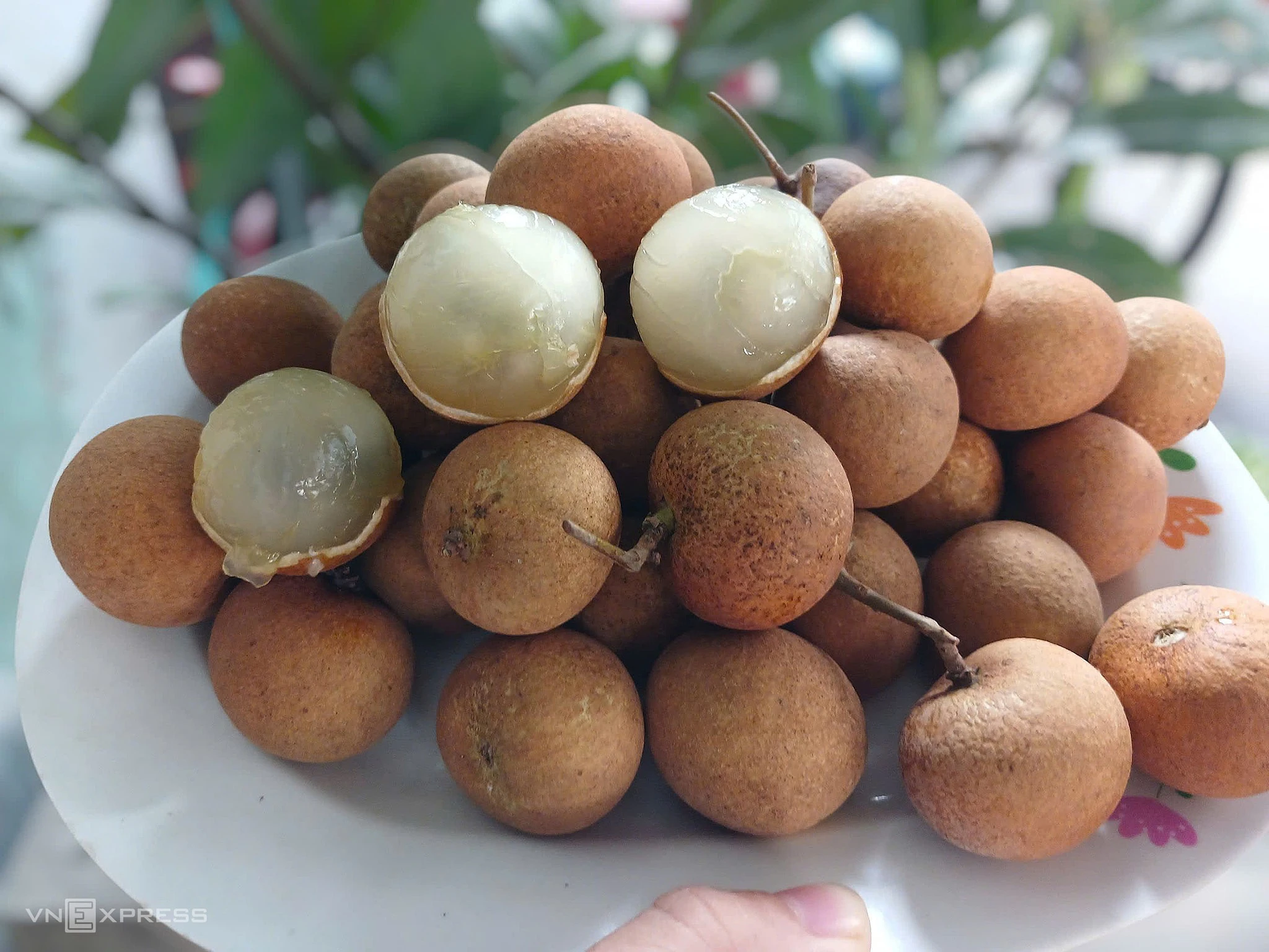 Trước khi rớt giá, nhãn bắp cải đắt đỏ cỡ nào?