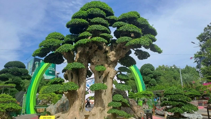 Toàn cảnh "cụ" duối đại gia trả 23 tỷ chủ không bán