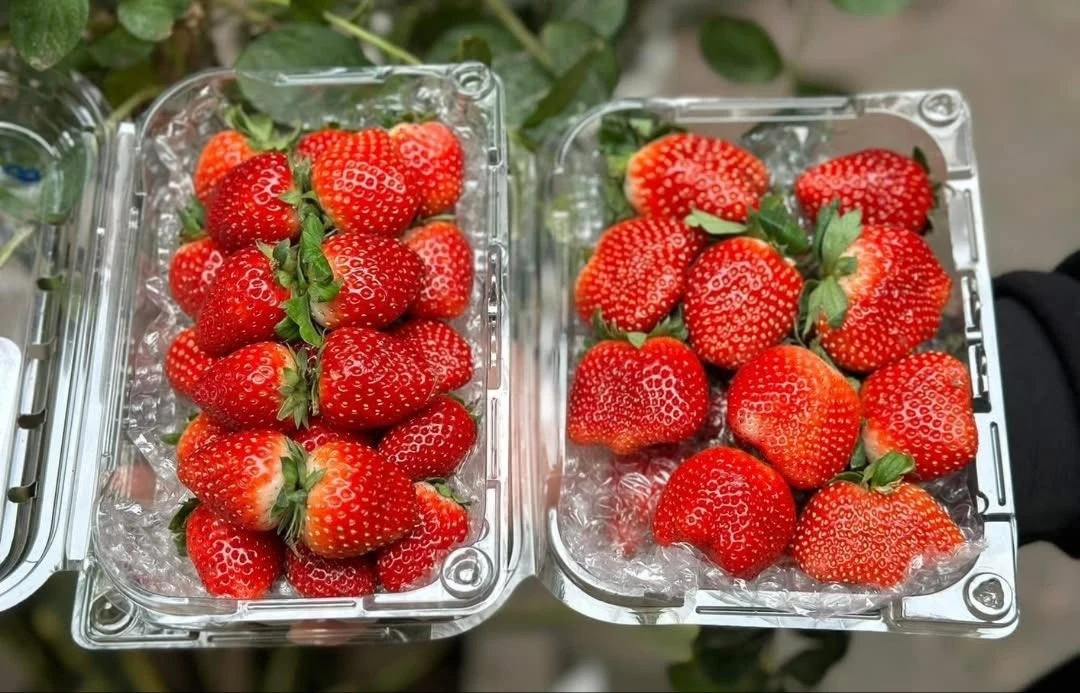 Dâu tây Mộc Châu đầu mùa nửa triệu đồng/kg vẫn hút khách 