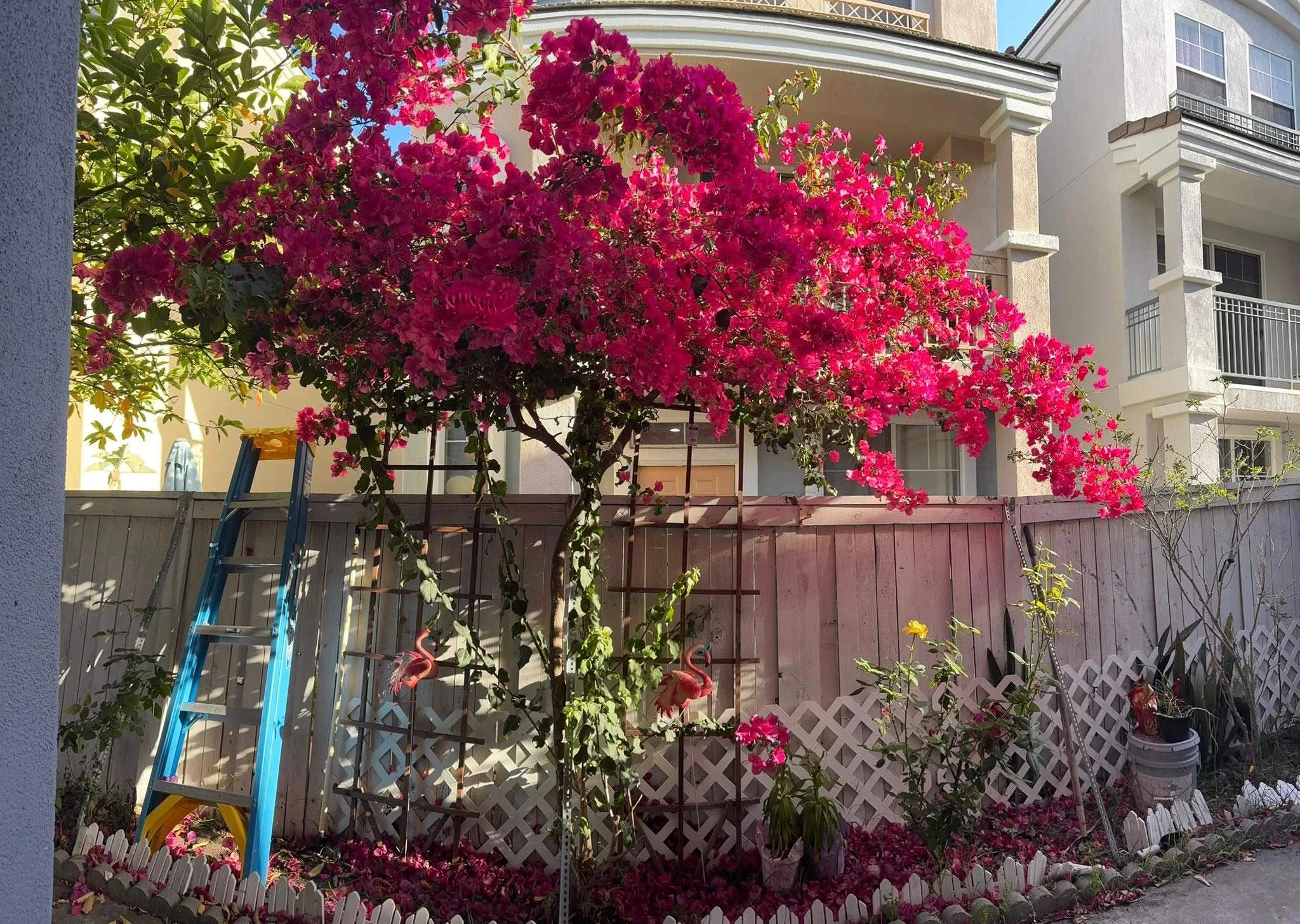 Ngôi nhà của cố ca sĩ Phi Nhung tại Mỹ giờ ra sao? 