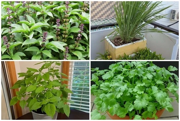 5 loại cây gia vị đuổi muỗi hiệu quả dễ trồng tại nhà