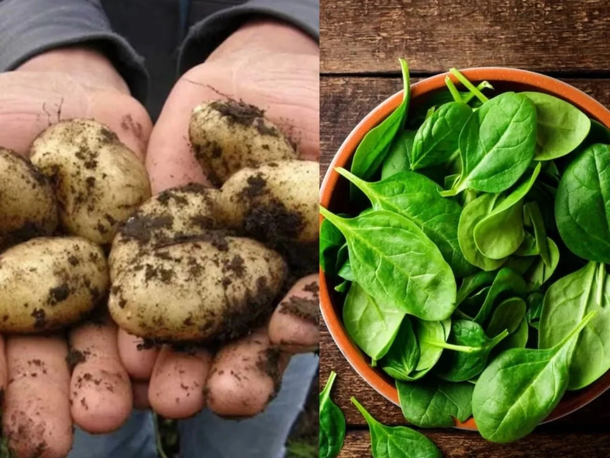 Bất ngờ 5 loại rau "đắt hơn vàng" chỉ dành cho nhà giàu 