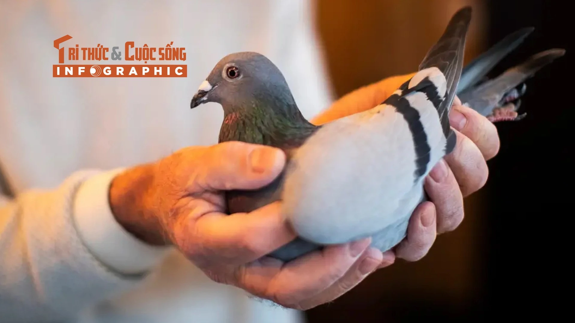 [INFOGRAPHIC] Chim bồ câu đua đắt nhất thế giới