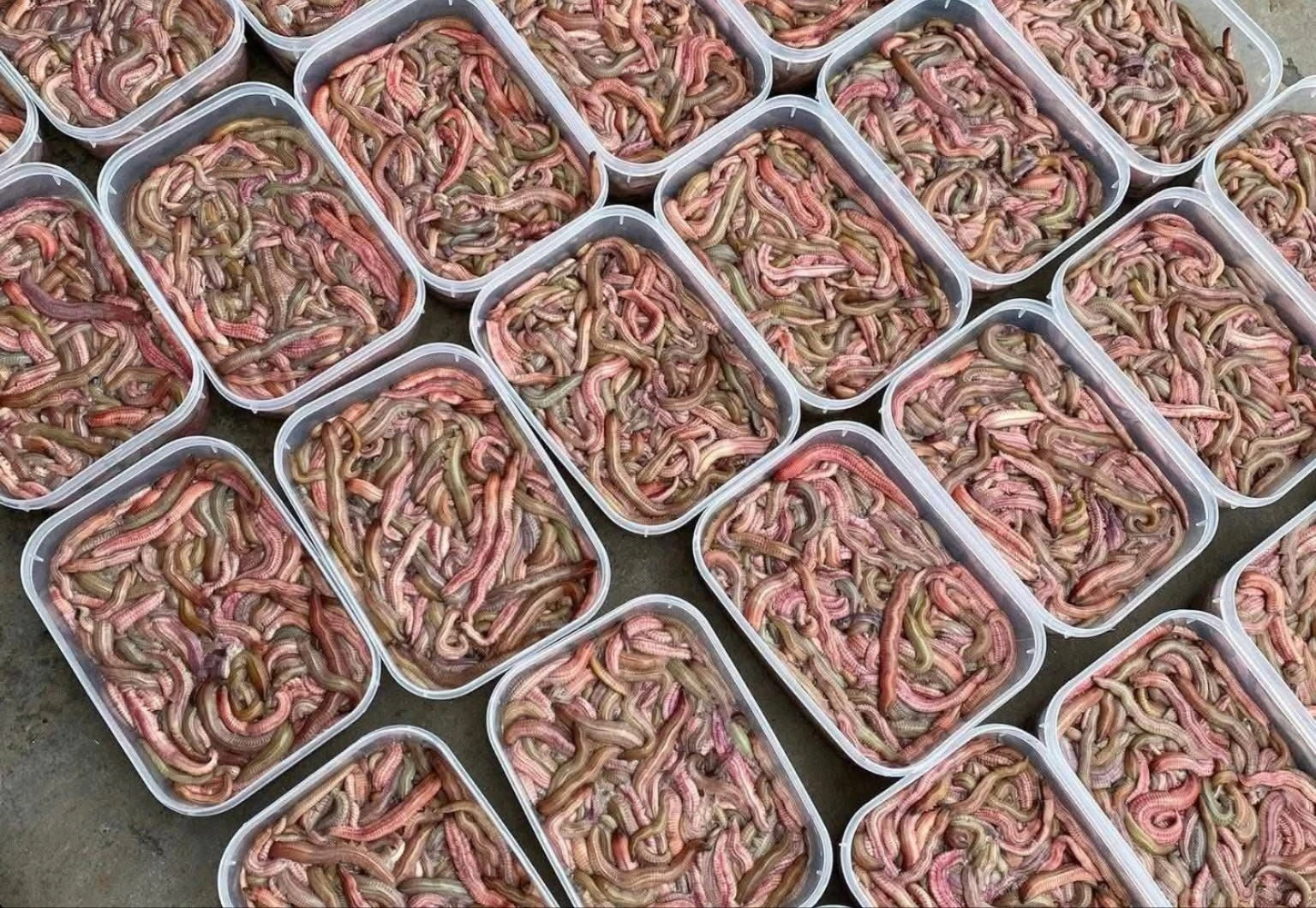 Đặc sản nhìn 'khiếp vía' giá nửa triệu đồng/kg vẫn đắt khách 