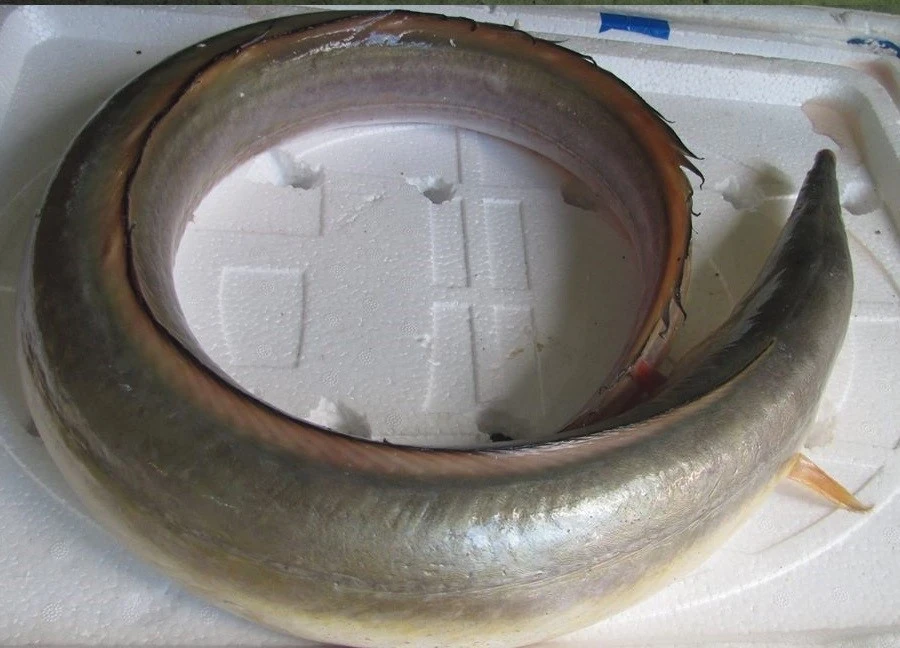 "Sững sờ" loài cá dài 2 mét gần 10 triệu một kg