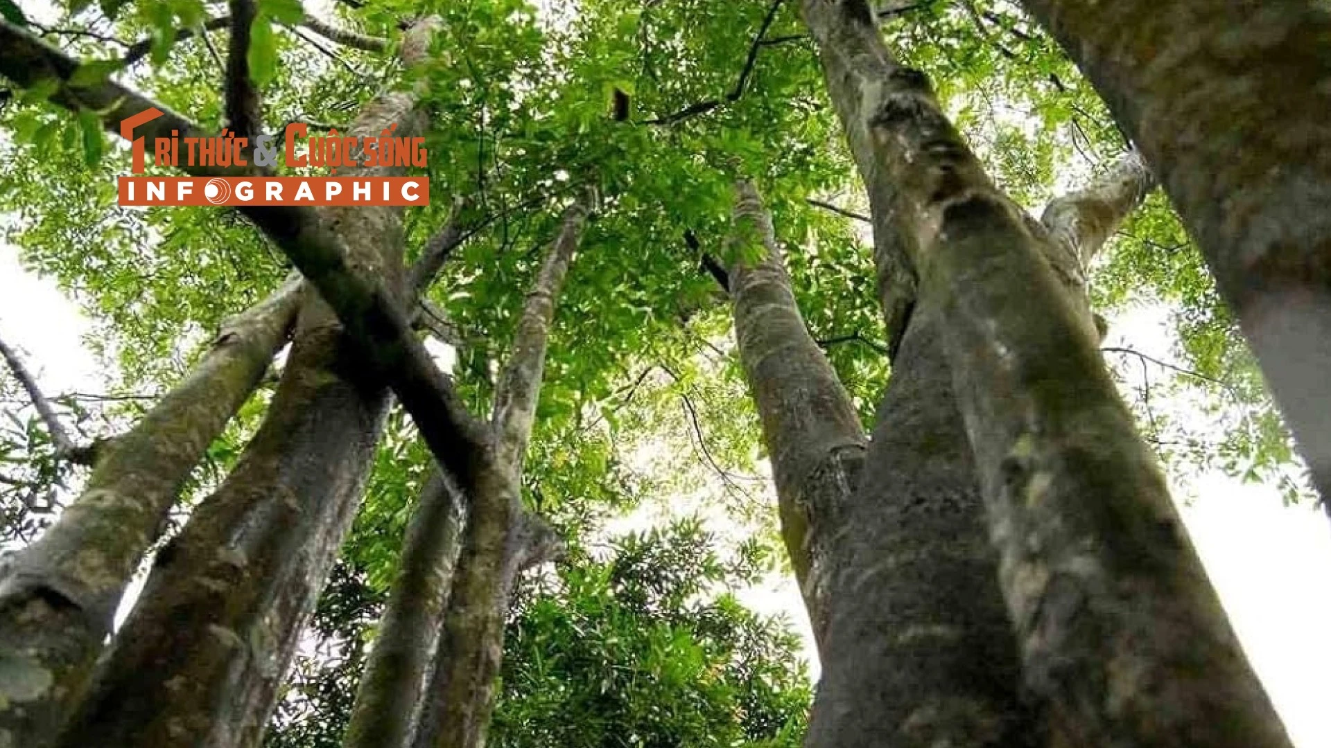 [INFOGRAPHIC] Loại cây giá trị nhất thế giới