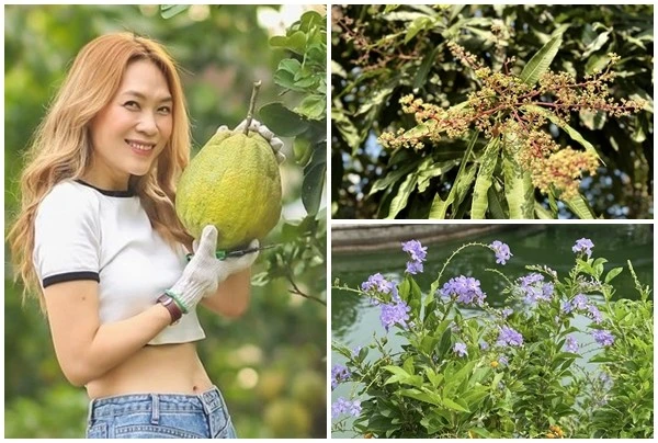 Bên trong nhà vườn nghìn mét vuông trĩu quả của ca sĩ Mỹ Tâm